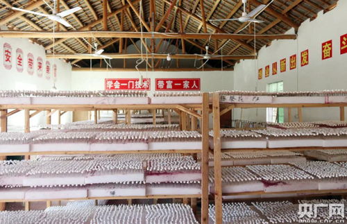 江西貴溪 小小 幸福樹 帶富貧困戶